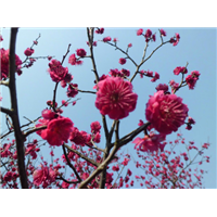 广安销售骨红朱砂梅树 