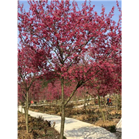 广元大量出售樱花树—大量出售樱花树 