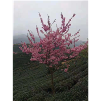 阿坝6-18公分樱花—6-18公分樱花 