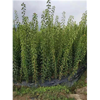 遂宁求购骨红朱砂梅树——求购骨红朱砂梅树 