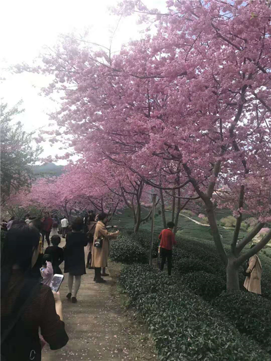 四川樱花树价格—樱花树价格 