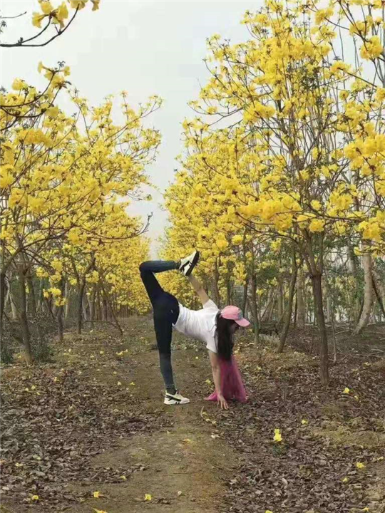 内江多花黄花风铃木&多花黄花风铃木 