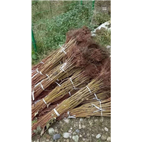 攀枝花哪里有美国红枫树基地—哪里有美国红枫树基地 