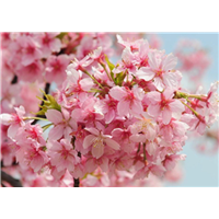 四川河津樱花树苗