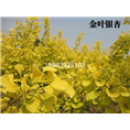 四川金叶银杏3 