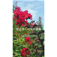 双红紫薇14 