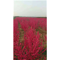 中国红精品观赏桃-哪里有中国红精品观赏桃