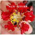 纯正**代双红紫薇1 