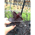 双红紫薇7 