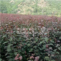 成都基地直销红叶榆叶梅树 