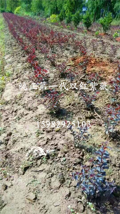 双红紫薇￥ 