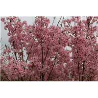 广元樱花树品种|樱花树品种 