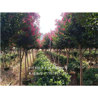 基地直销美国三红紫薇树_德阳基地直销美国三红紫薇树 