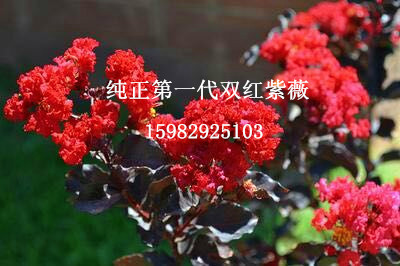 双红紫薇10 