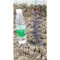 双红紫薇13 