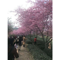 四川樱花树价格—樱花树价格 