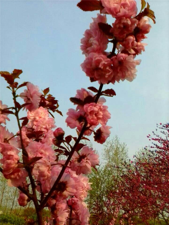 德阳红叶榆叶梅树批发—红叶榆叶梅树批发 
