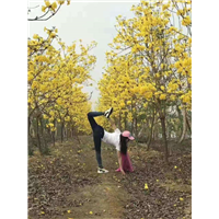 内江多花黄花风铃木&多花黄花风铃木 