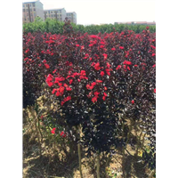 巴中双红紫薇树——双红紫薇树 