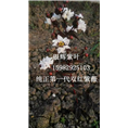 双红紫薇17 