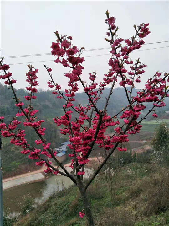 凉山基地直销樱花树&基地直销樱花树 