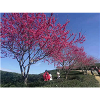 内江供应樱花树&供应樱花树 