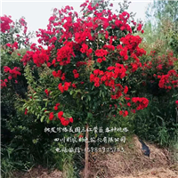 雅安美国三红紫薇树 