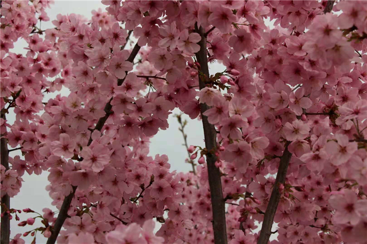 成都大量出售樱花&大量出售樱花 