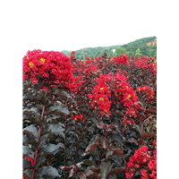 泸双红紫薇树价格——双红紫薇树价格 