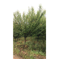 宜宾哪里有骨红朱砂梅树基地——哪里有骨红朱砂梅树基地 