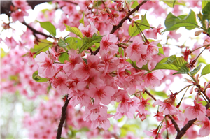 四川河津樱花树苗