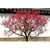 南充哪里的骨红朱砂梅树**——哪里的骨红朱砂梅树** 