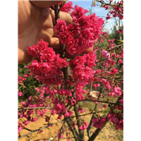 德阳大量出售樱花—大量出售樱花 