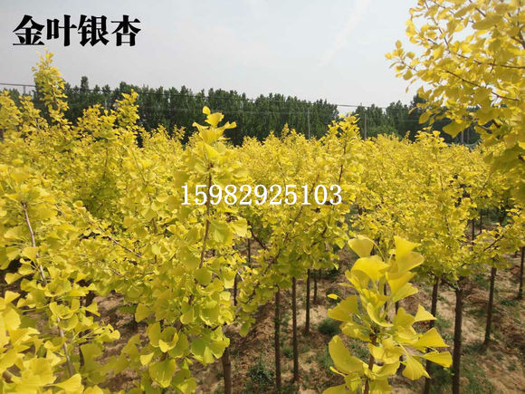 四川金叶银杏树% 