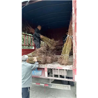 甘孜美国红枫树大量出售|美国红枫树大量出售 