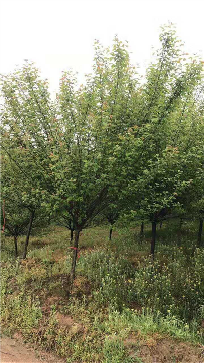 宜宾哪里有骨红朱砂梅树基地——哪里有骨红朱砂梅树基地 