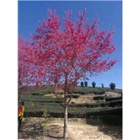 德阳哪里有樱花树基地|哪里有樱花树基地 