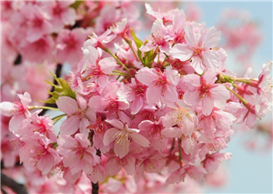 四川河津樱花树苗