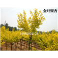 四川金叶银杏树苗 