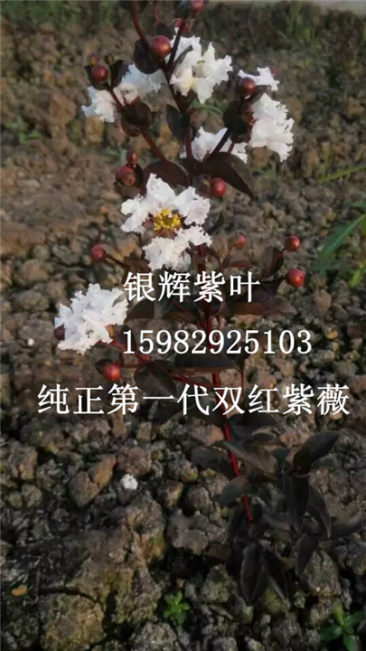 双红紫薇17 