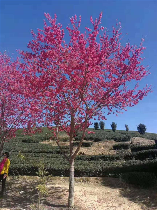 德阳哪里有樱花树基地|哪里有樱花树基地 