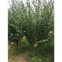 四川求购骨红朱砂梅树——求购骨红朱砂梅树 