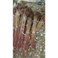 达州美国红枫树批发—美国红枫树批发 