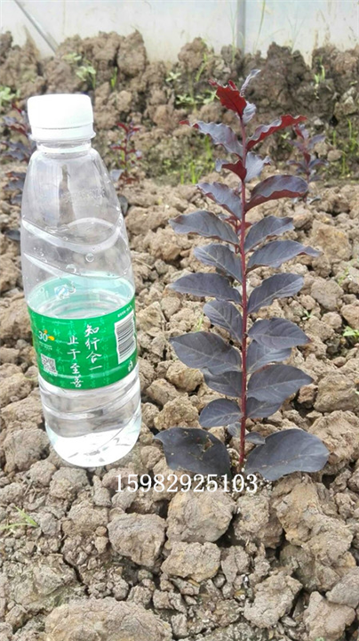 双红紫薇13 