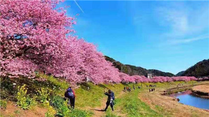 河津樱花树苗价格-四川河津樱