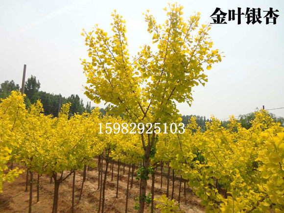 四川金叶银杏树苗 