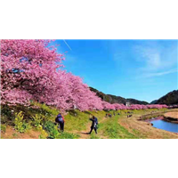 泸优质樱花|优质樱花 