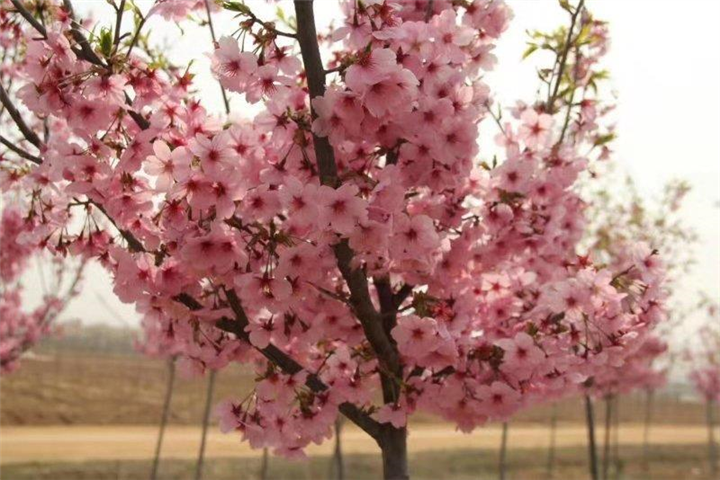四川阳光樱花树苗|湖北阳光樱花树苗