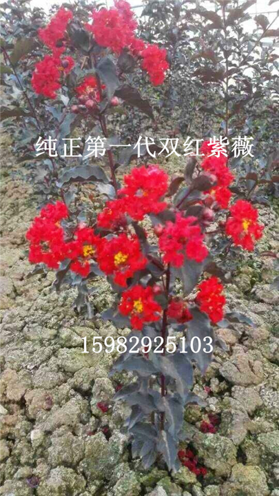 双红紫薇20 