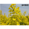四川金叶银杏树# 